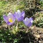 Crocus carpetanus Blüte