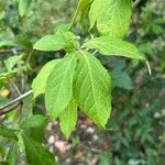 Eleutherococcus henryi Hoja