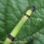 Equisetum × moorei Kôra