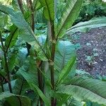 Rumex sanguineus Habitus