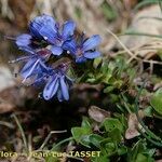 Veronica nummularia Autre