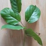 Gaultheria shallon Leaf