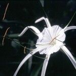 Hymenocallis littoralis Květ