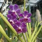 Vanda coerulescens Flor