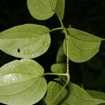 Clematis dioica Blad