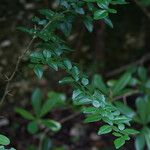 Triphasia trifolia ഇല