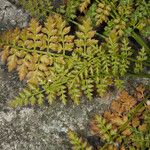 Corydalis cheilanthifolia Folla