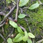 Microgramma squamulosa Leaf