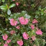 Escallonia rubra Flower