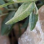 Chardinia orientalis Leaf