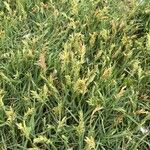 Distichlis spicata 花