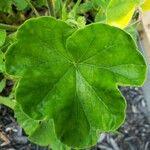 Pelargonium × hybridum Leaf