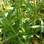 Galium palustre Leaf