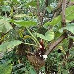 Philodendron fragrantissimum Hábito