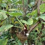 Philodendron fragrantissimum عادت داشتن