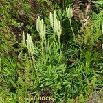 Lycopodium × zeilleri Elinympäristö