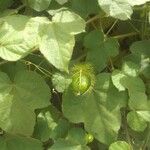 Passiflora foetida Vaisius