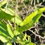 Cestrum parqui Folha