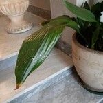 Aspidistra lurida List