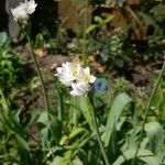 Allium massaessylum Flower