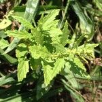 Dysphania ambrosioides Leaf