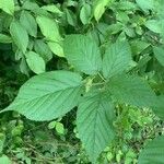 Rubus allegheniensis List