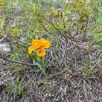 Erysimum capitatum Floare