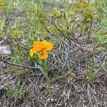 Erysimum capitatum Flor