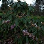 Rhododendron uvariifolium Hábito