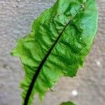 Taraxacum clemens Hoja