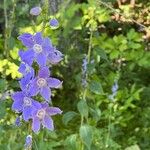 Campanulastrum americanum Lapas