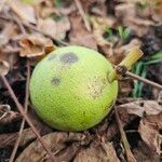 Juglans nigra Fruit