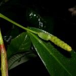 Anthurium scandens Плод