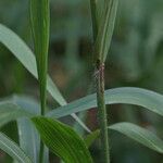 Paspalum paniculatum Folha