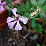 Silene schafta Flower