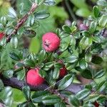 Cotoneaster integrifolius Anders