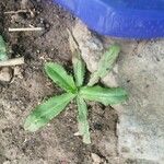 Eryngium foetidum Leaf