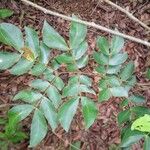 Albizia zygia Blad