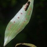 Microgramma thurnii Leaf