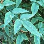 Chrysojasminum humile Leaf