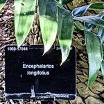 Encephalartos longifolius Лист