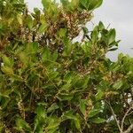 Myrsine guianensis Leaf