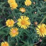 Inula salicina Cvet