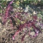 Amaranthus dubius Blatt