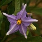 Solanum nudum Flower