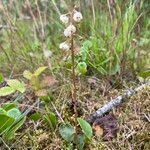 Pyrola media Flower