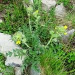 Sisymbrium austriacum Habit