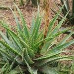 Dyckia encholirioides Fulla