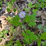 Anemonella thalictroides Flor