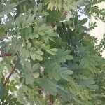 Libidibia ferrea Лист
